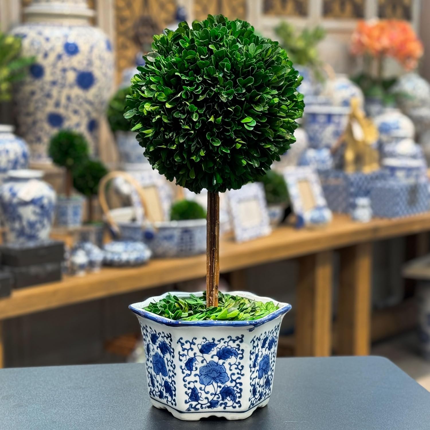 AUCT 20559 - $72 Galt International Naturally Preserved Boxwood Ball Topiary Tree in Hand Painted Blue