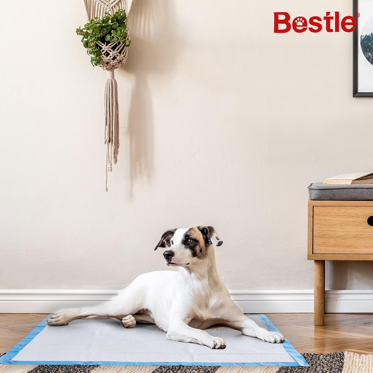 AUCT 20245 - BESTLE Extra Large Pet Training and Puppy Pads Pee Pads for Dogs 28"x34" -40 Count Super A - Image 3
