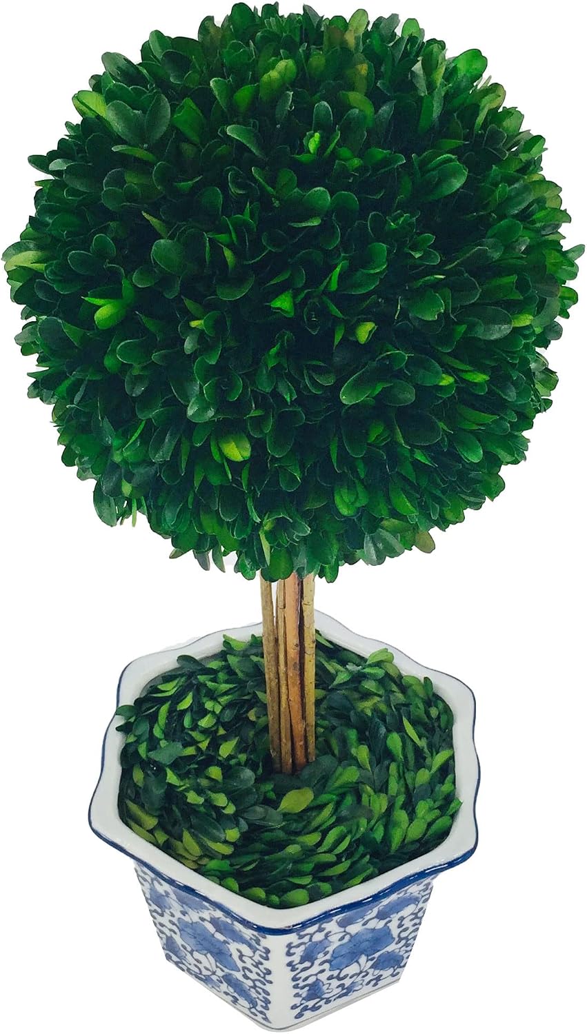 AUCT 20559 - $72 Galt International Naturally Preserved Boxwood Ball Topiary Tree in Hand Painted Blue - Image 3