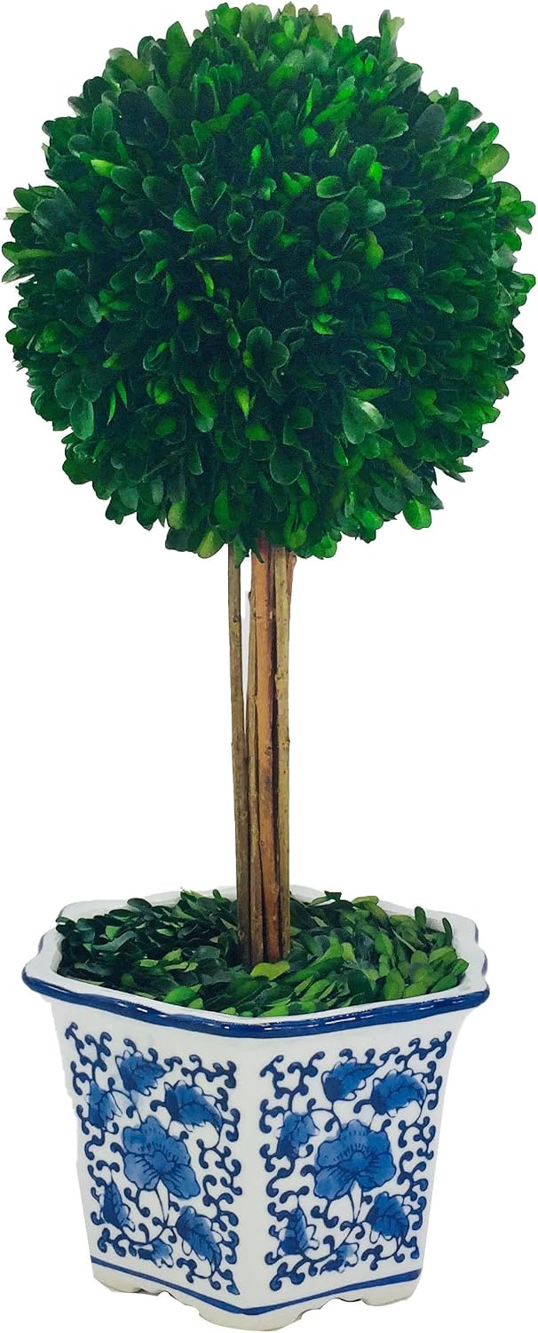AUCT 20559 - $72 Galt International Naturally Preserved Boxwood Ball Topiary Tree in Hand Painted Blue - Image 2