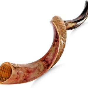 AUCT 22025 - $200 Holy Voice Kosher Kudu Shofar Horn from Israel 39"-41" Traditional Half Polished Ye